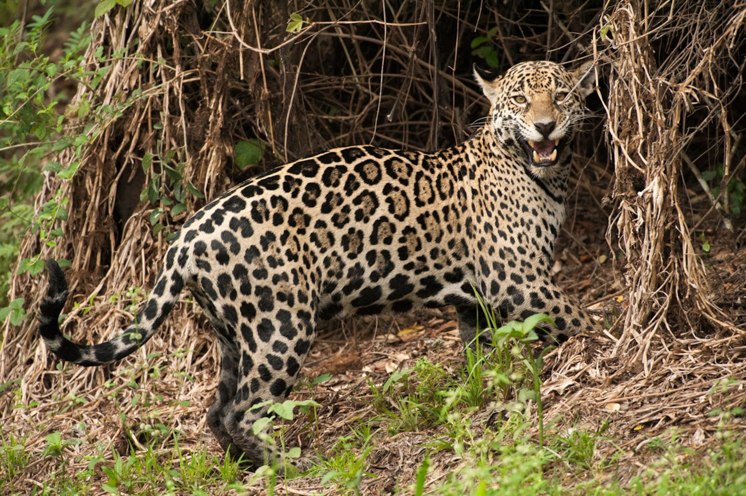 List Of Big Cats Earth's Largest Wild Cats BigCatsWildCats, 45 OFF