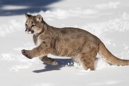 Figurine Animali re Safari Figurine Mountain Lion Puma North Figurine Animali re Safari Figurine Mountain Lion Puma North