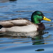 The Waddling Marvel A Deep Dive Into Duckology BULB