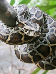 Python