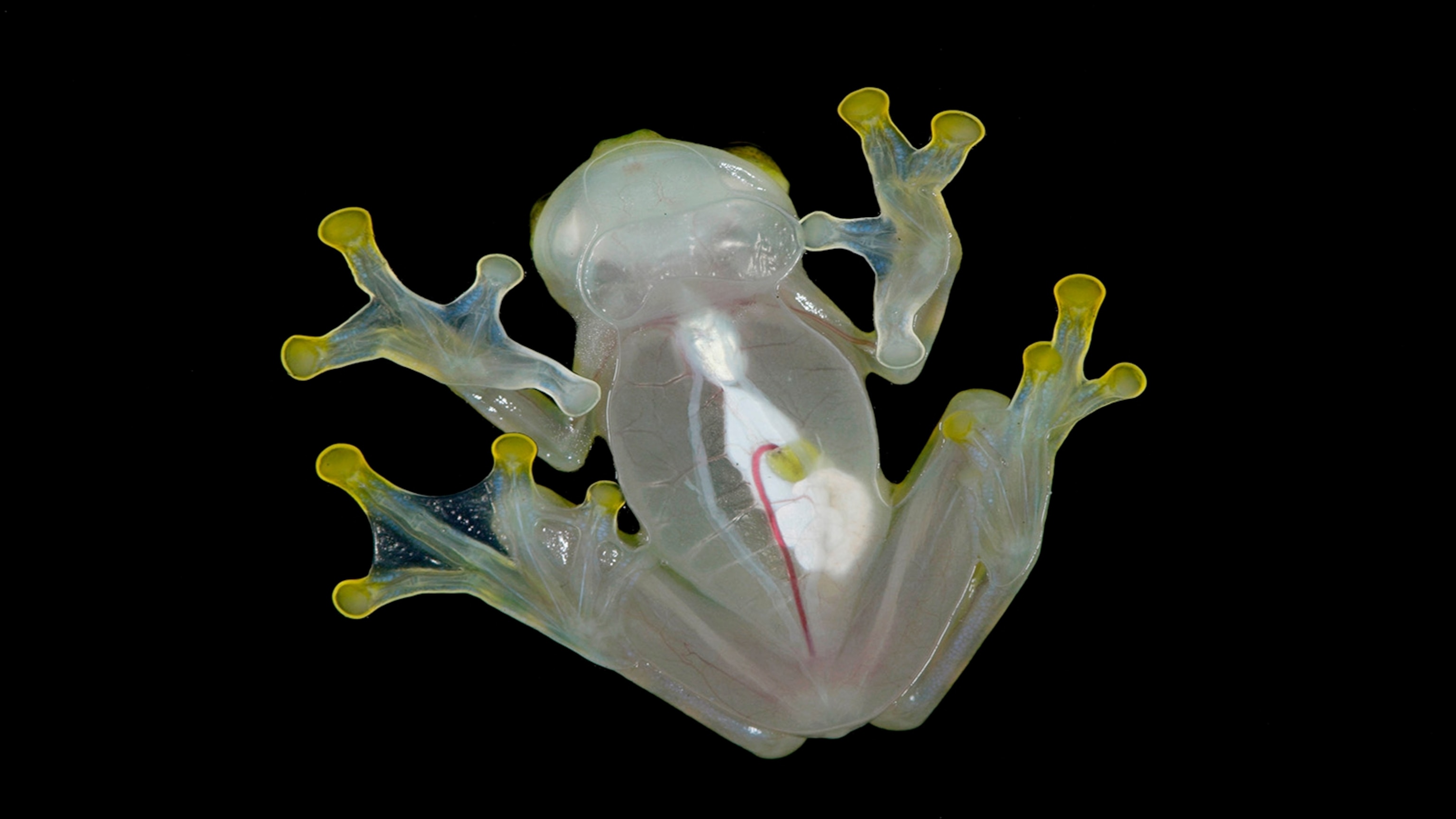 Facts about the glass frog