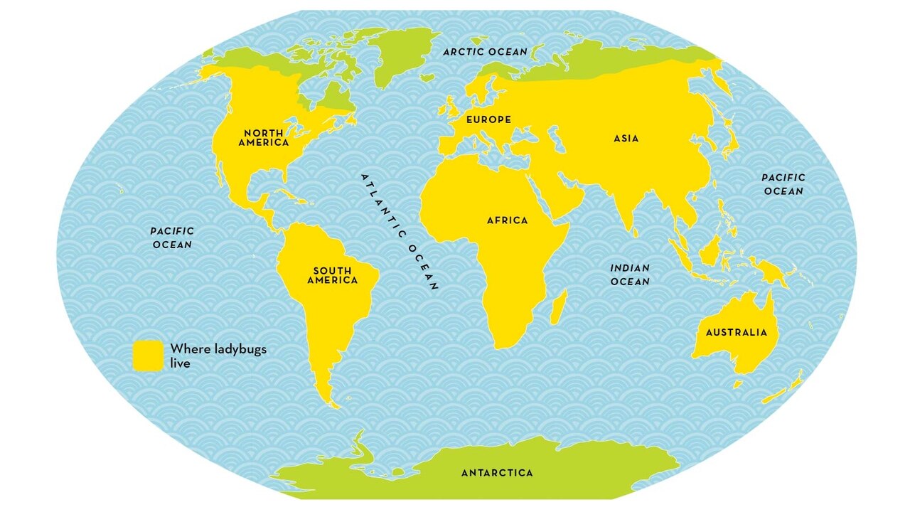 ladybug range map