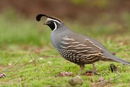 California Quail Lifespan California Quail Lifespan