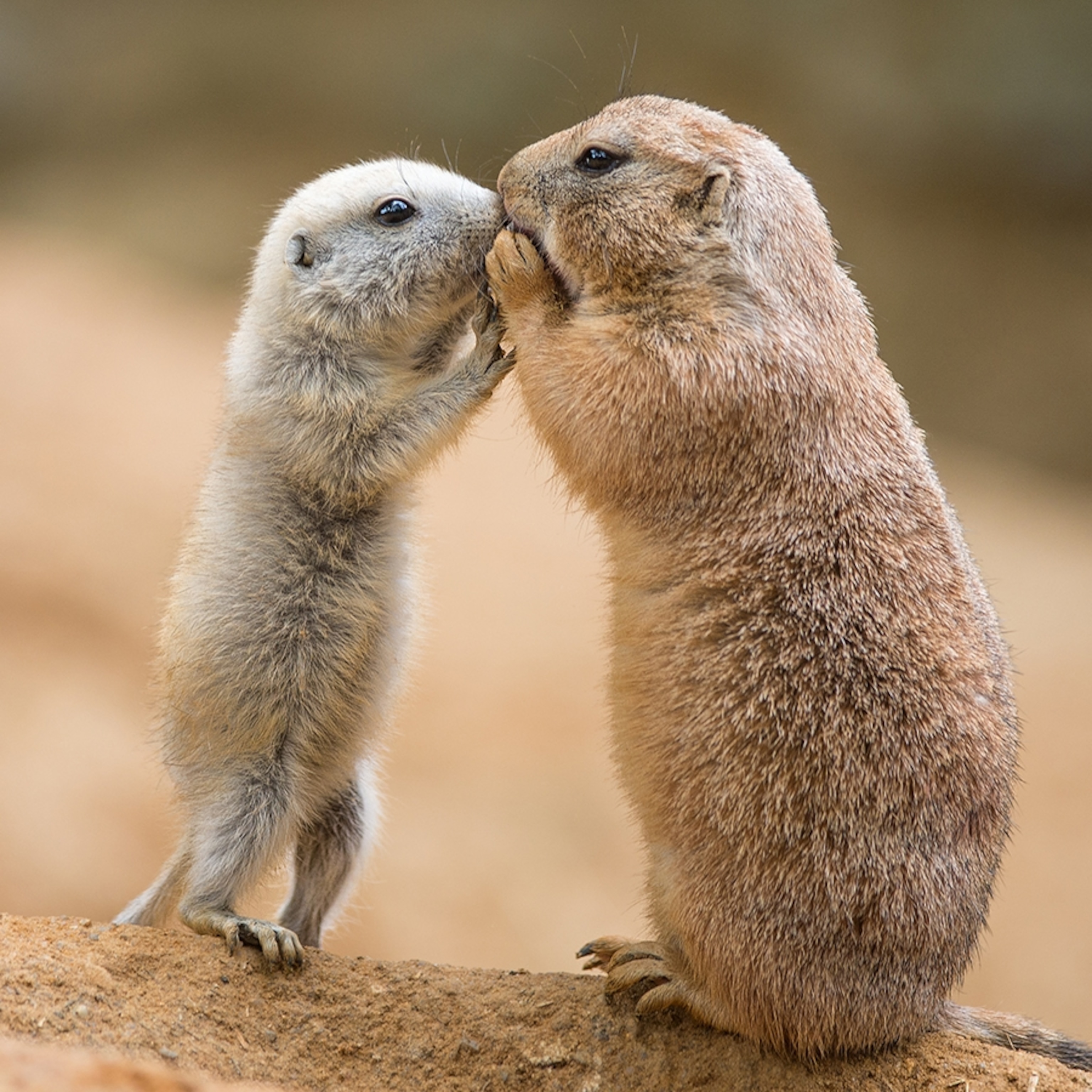 are prairie dogs mean