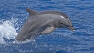 Dolphin Jumping Out Of Water Dolphin Jumping Out Of Water
