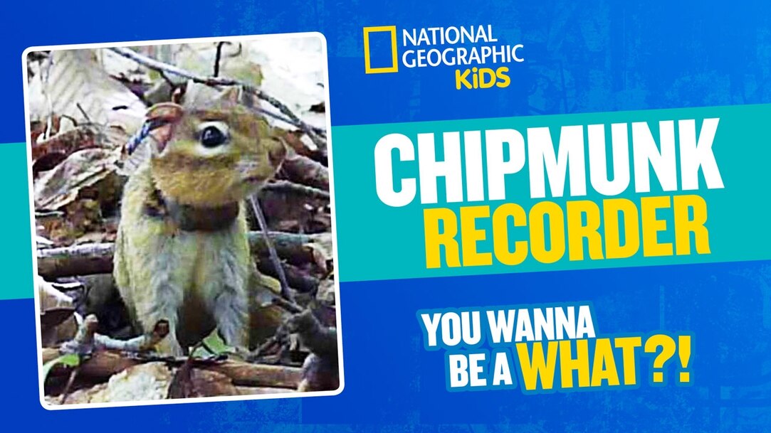 Chipmunk Ice Kid Westwood