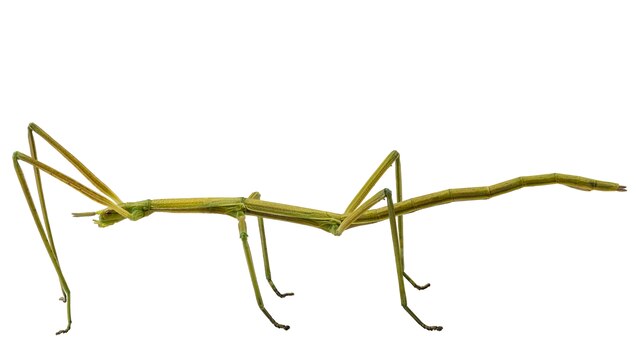 Stick Insect