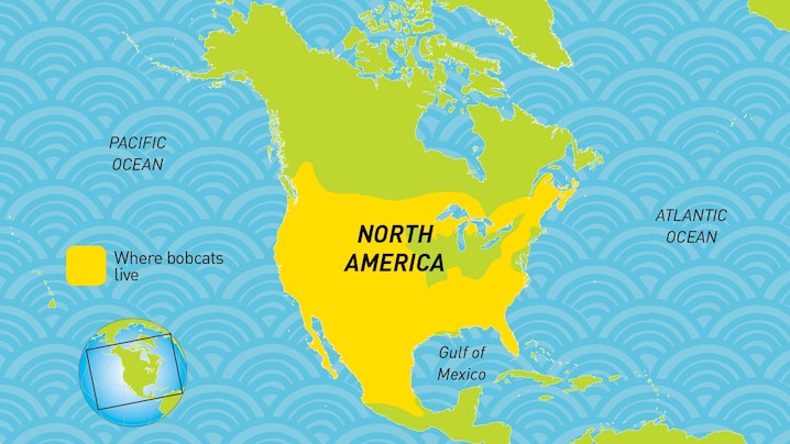 Bobcat Range Map