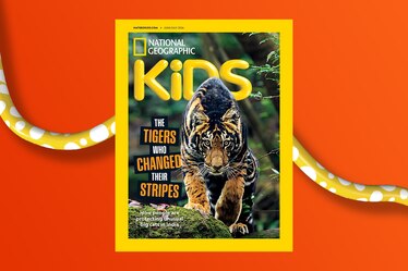 A cover of Nat Geo Kids magazine featuring a tiger with extra-wide black stripes steps over a mossy rock in a green forest in India
