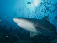 Cost Of A Bull Shark At Nate Frederick Blog