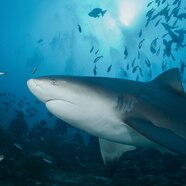 Bull Shark Photos