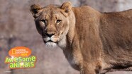 Animals Pictures For Kids