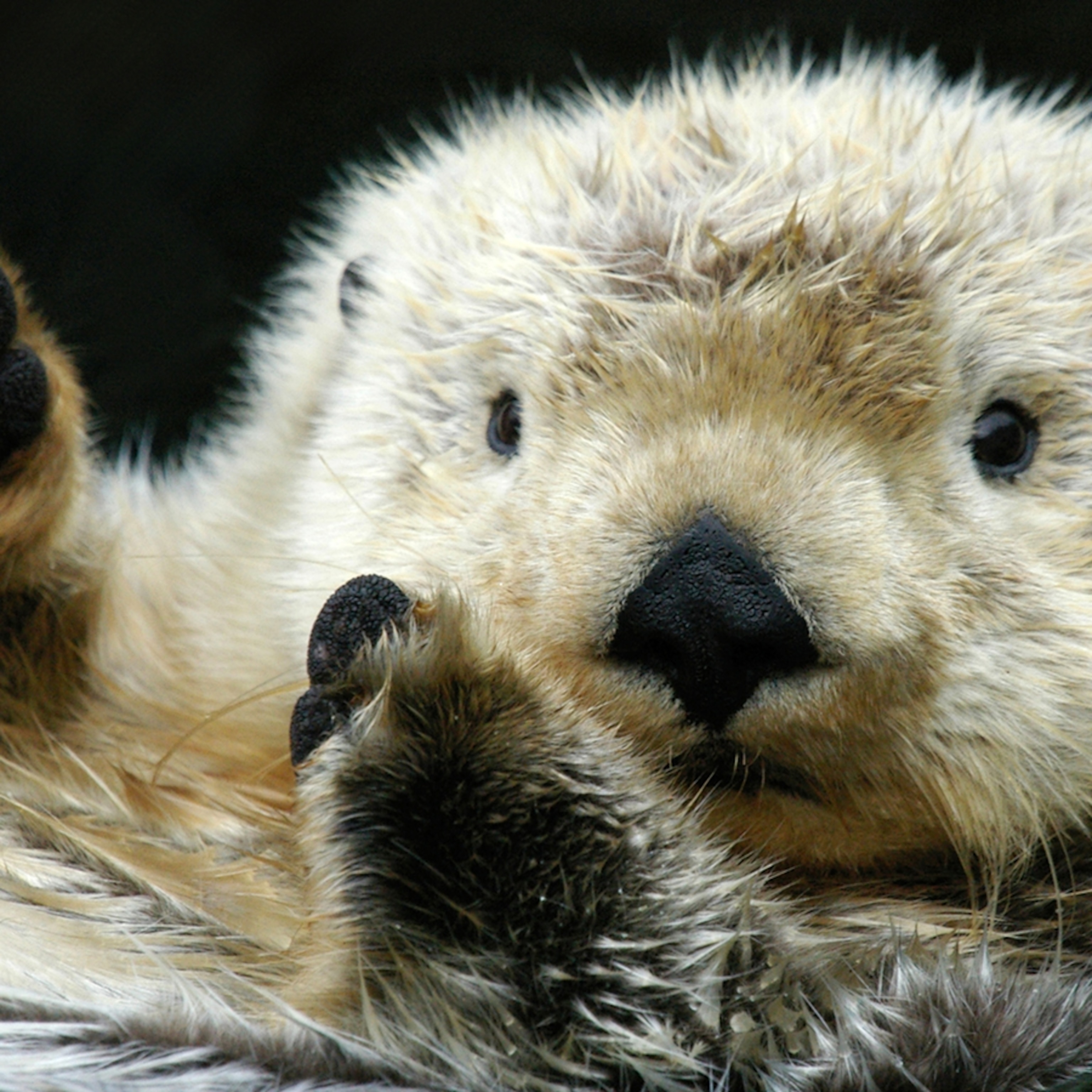 Sea Otter - Animal profile, pictures, facts, range map | National  Geographic Kids, image size:3072x3072
