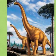 Discover The Majestic Dinosaur With A Long Neck Discover The Majestic Dinosaur With A Long Neck
