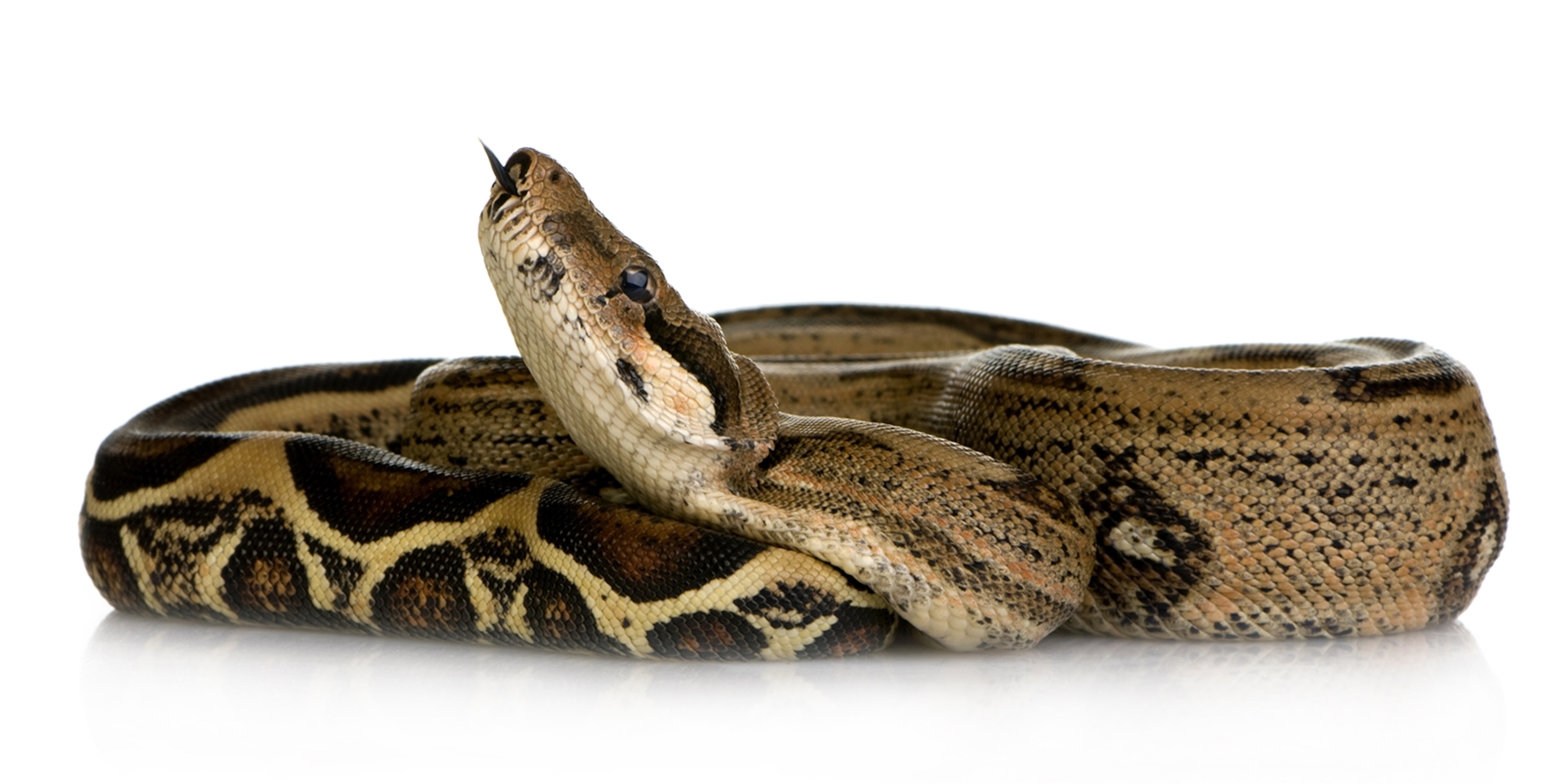 Boa Ratonera Boa Constrictor Habits