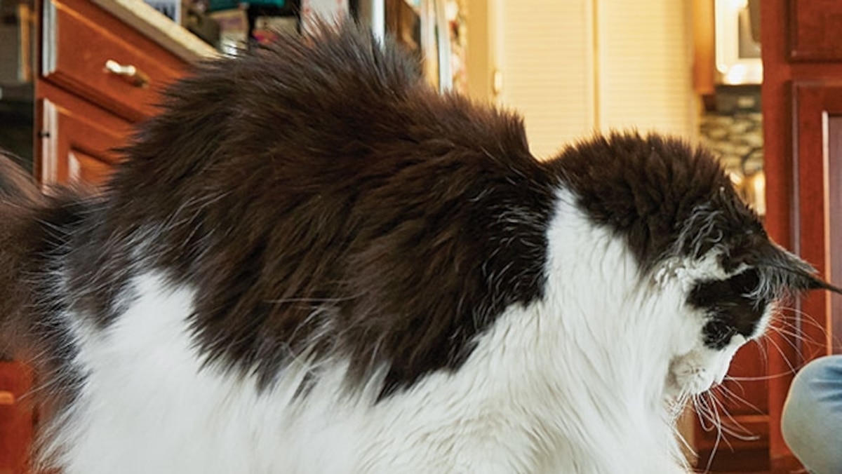 Cat Science Unleashed