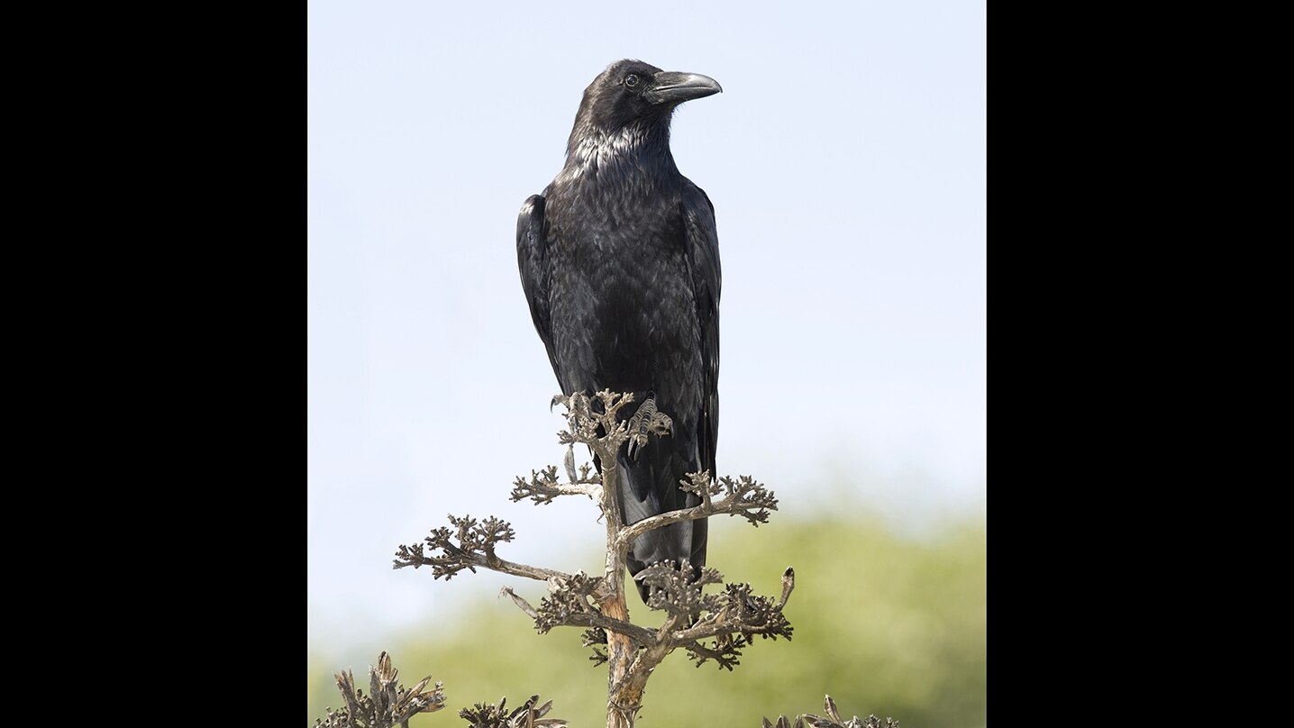 Adult American crows are black from bill to tail.