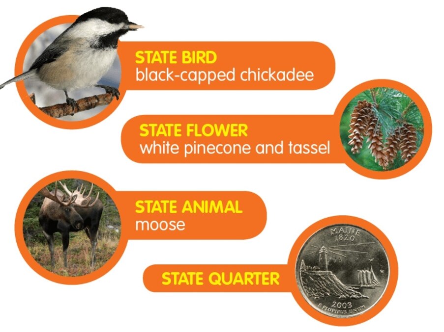 What is the Maine State Bird: Discover the Iconic Chickadee Today
