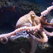 Octopus Octopus