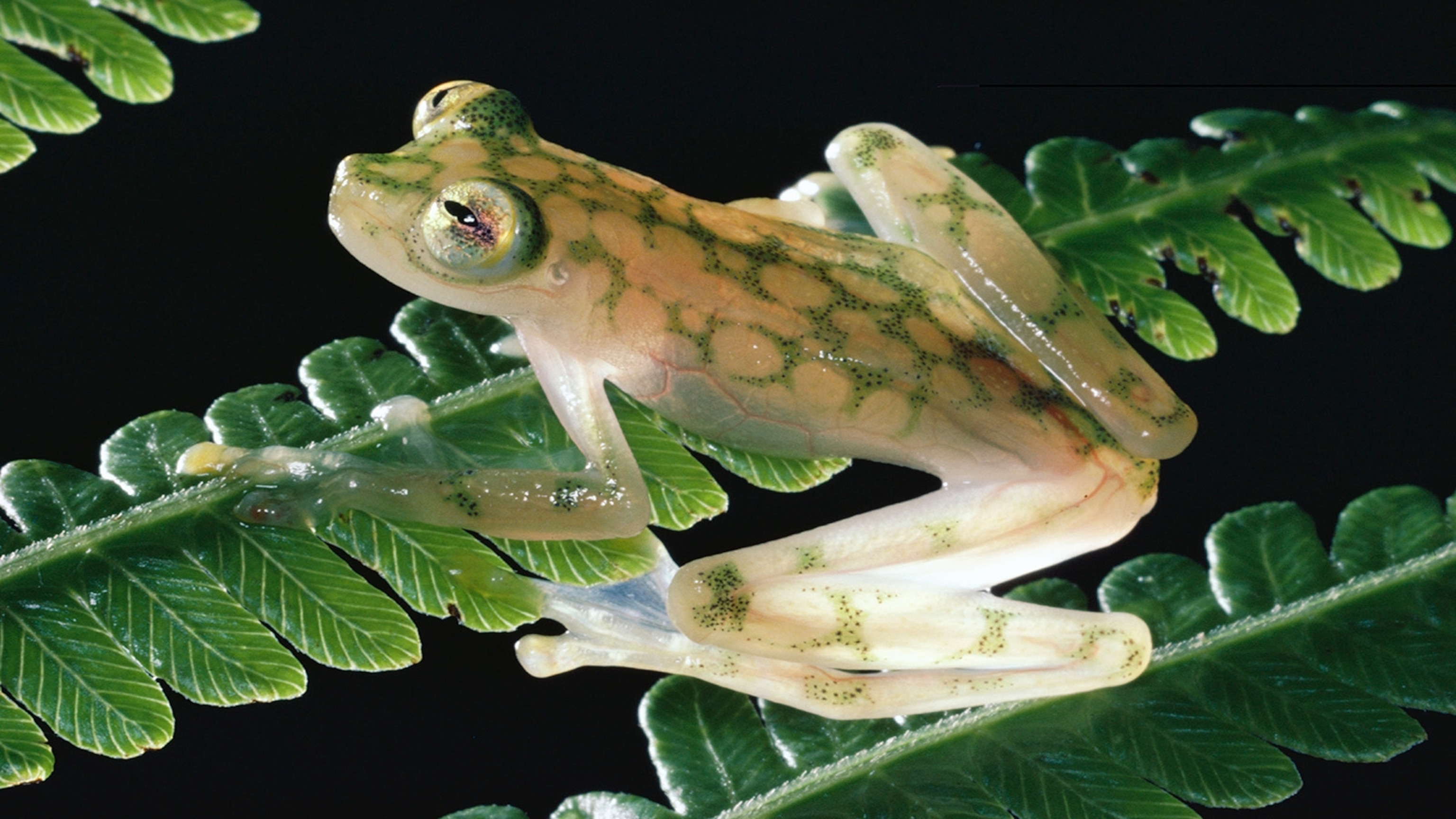 Glass Frog Eggs