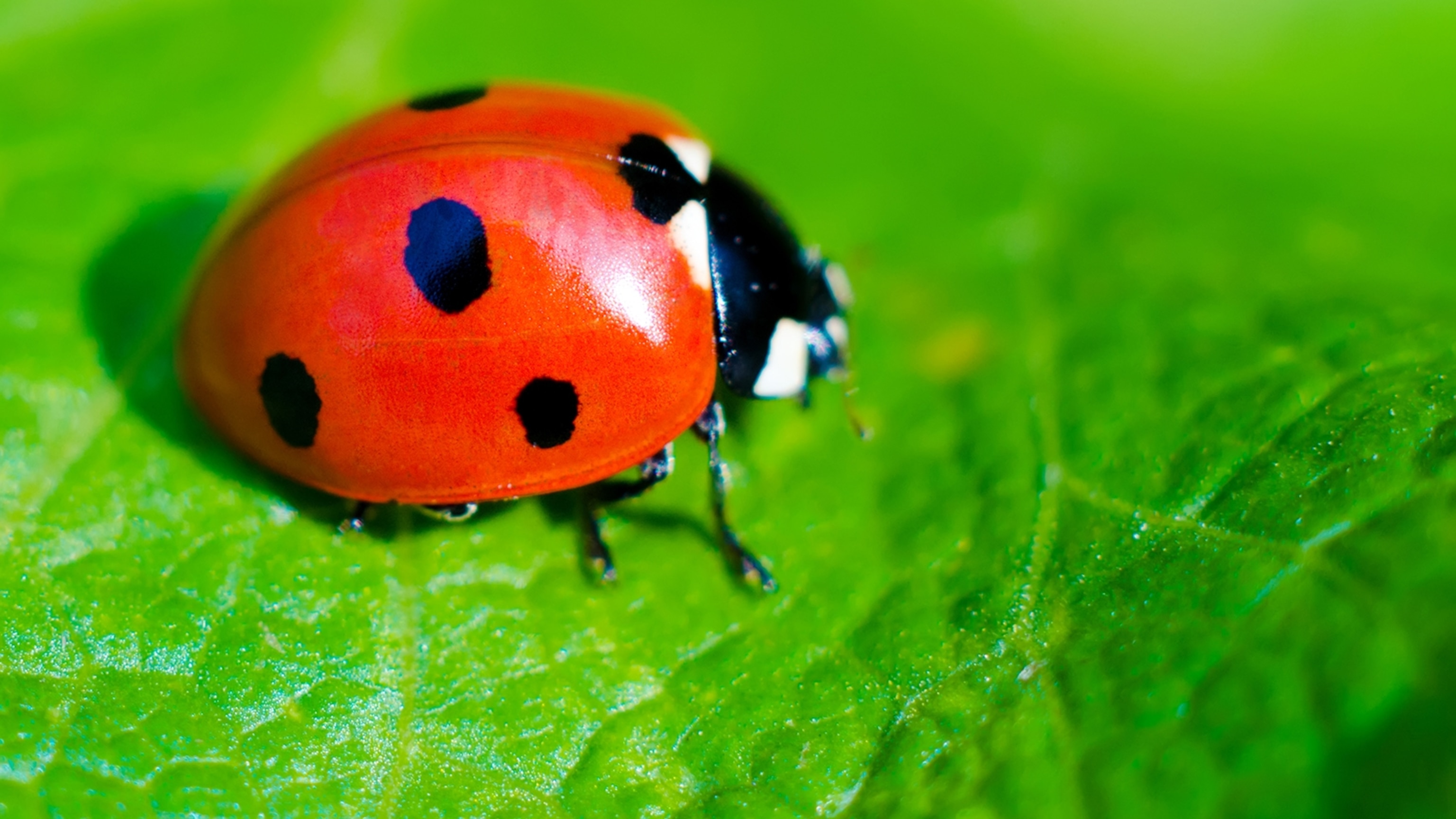 Ladybug Facts And Photos