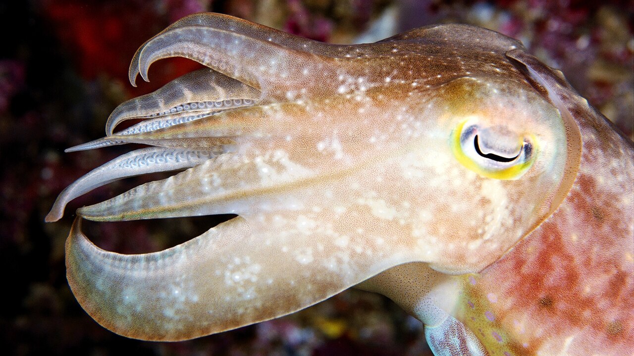 https://i.natgeofe.com/k/48c9fbe8-929f-4978-92e3-505014f4274d/ww-animal-eyes-cuttlefish.jpg?w=1280&h=720