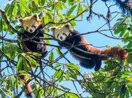 Map Of Red Panda Habitat