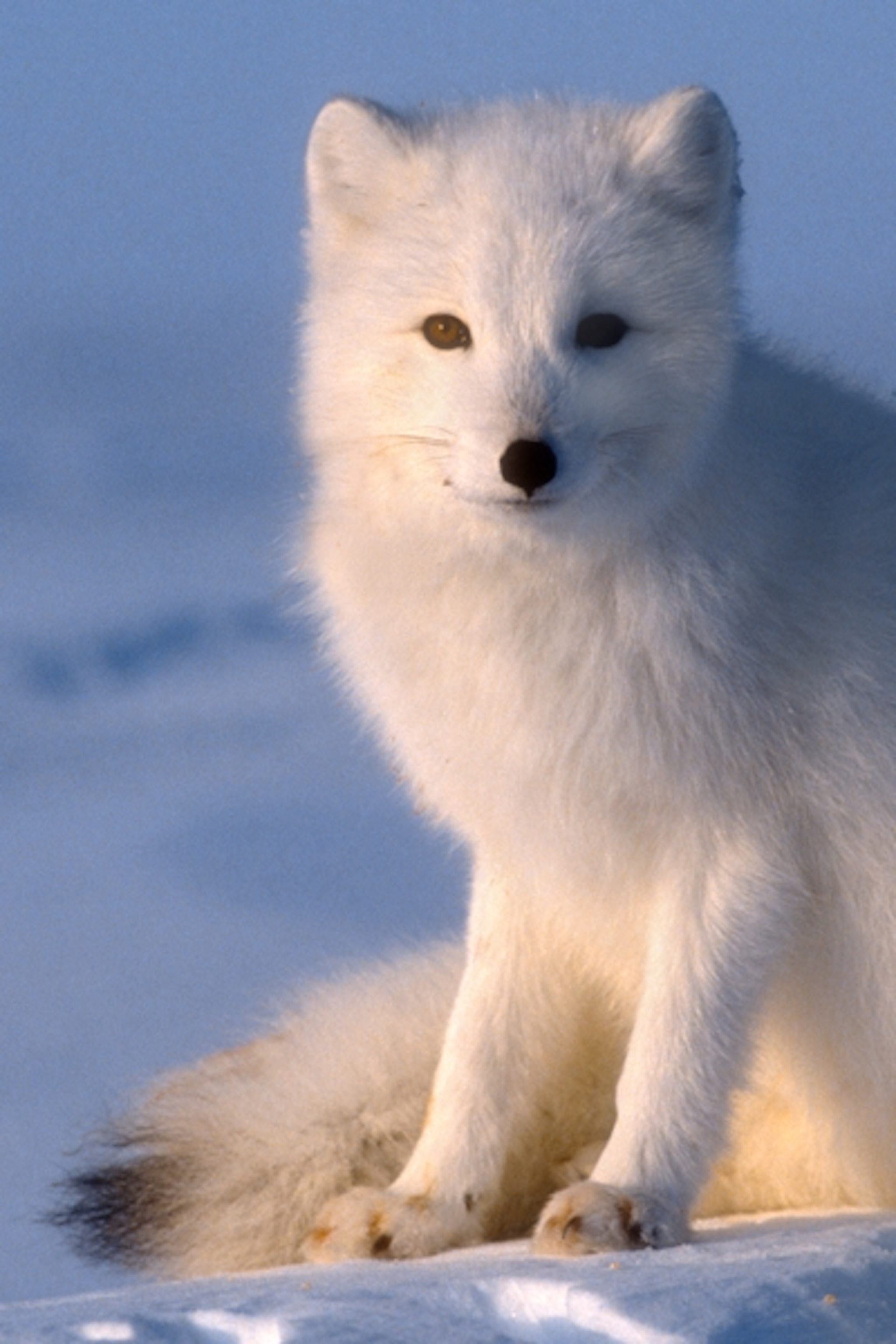 white pet fox