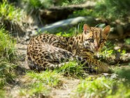Ocelot Cat Size