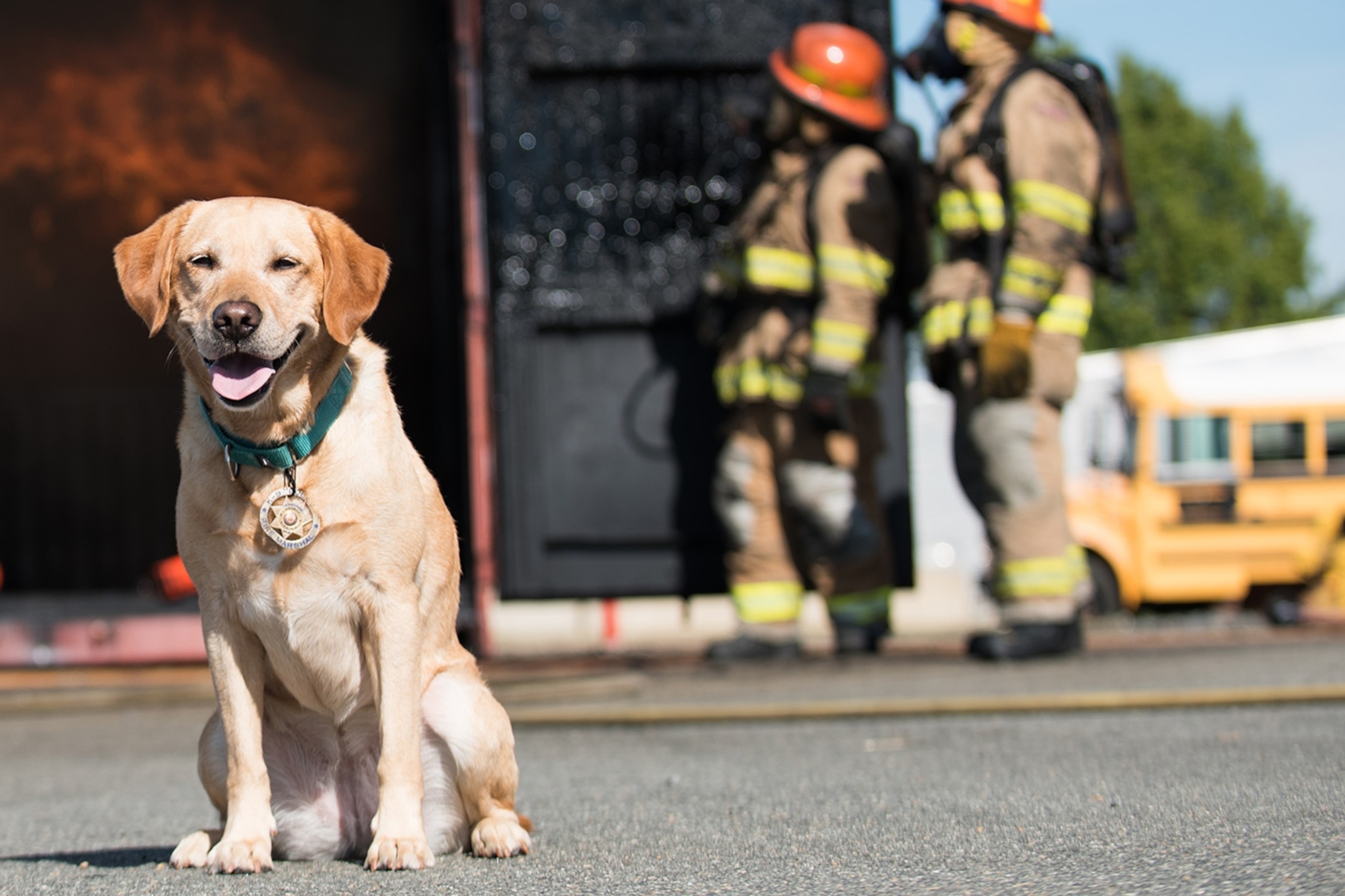 Firekeeper Rottweilers Fire And Rescue Dogs
