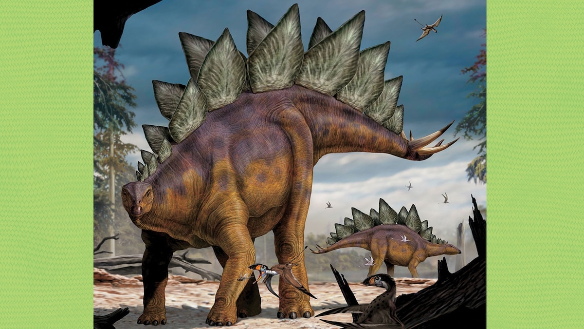 Stegosaurus.