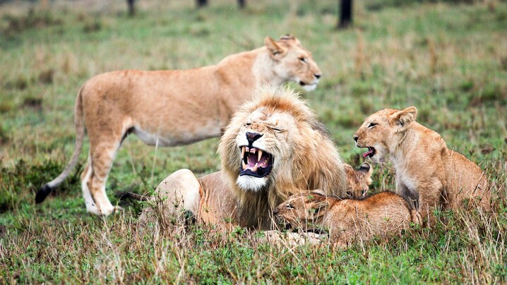 https://i.natgeofe.com/k/5137c48c-9663-45f7-b9b3-b2fc1fdffbd8/lion-pride.jpg?wp=1&amp;w=718&amp;h=404