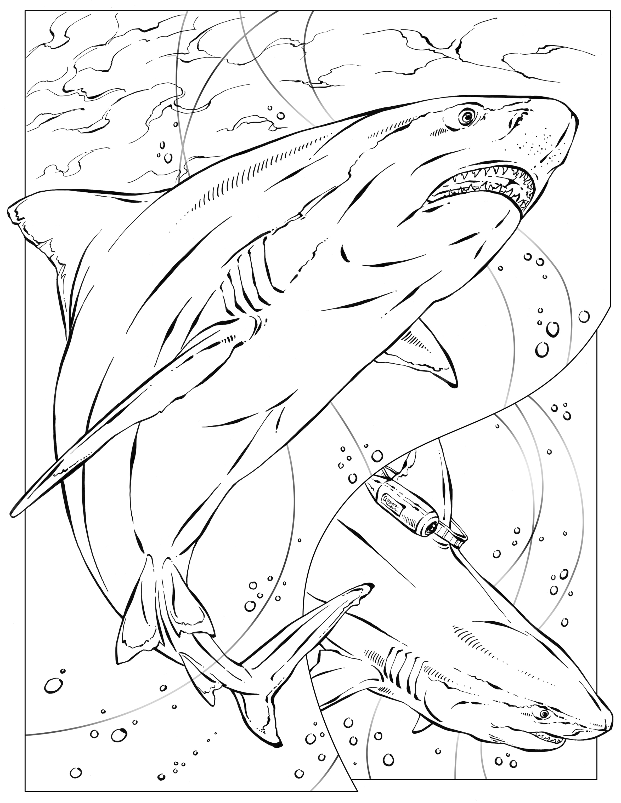 Book - Advance Wildlife Education Sharks & Rays Coloring Book