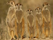 Meerkat Animal Meerkat Animal