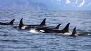 Killer Whale Pod