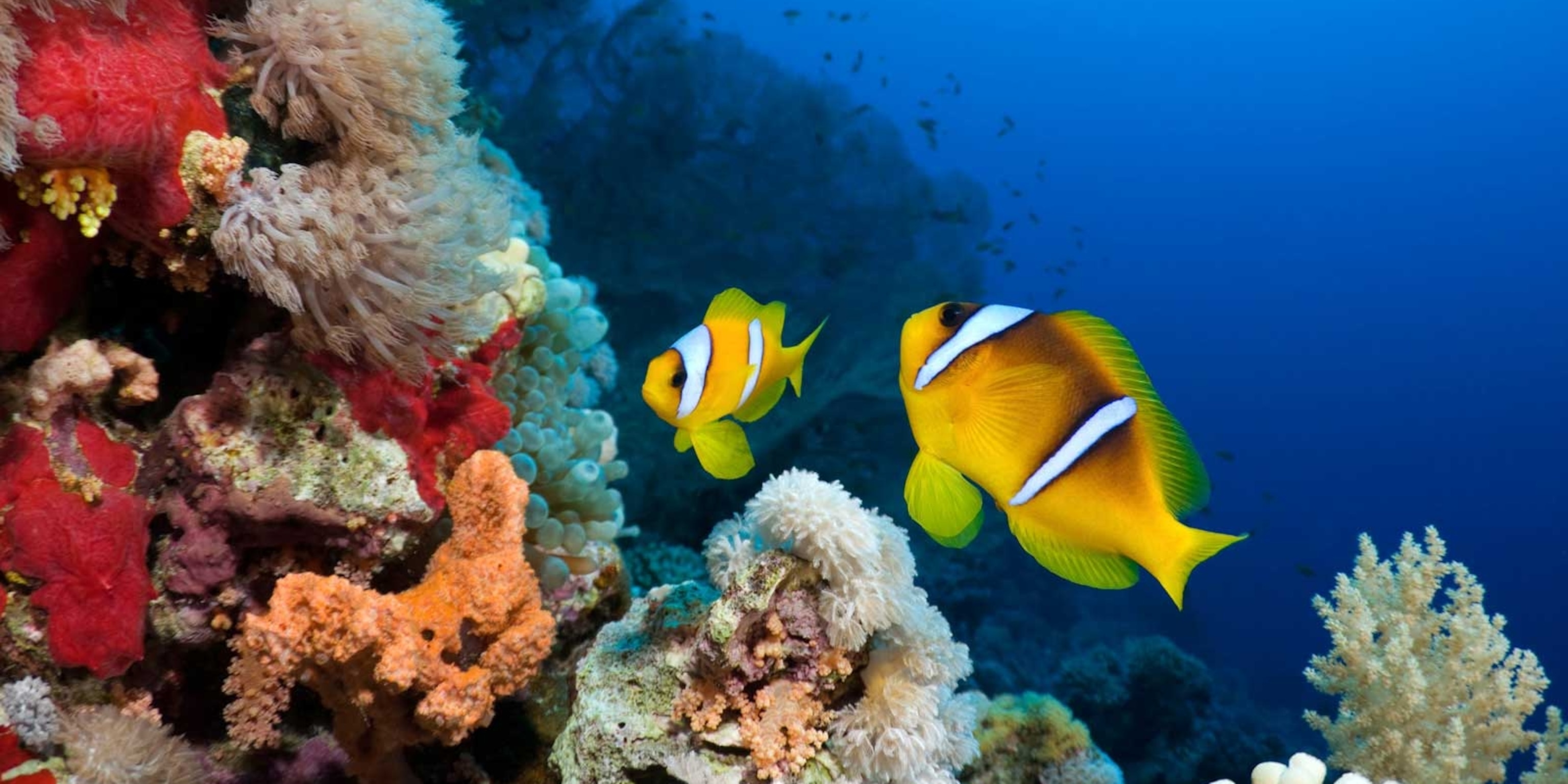 INTERESTING FACTS ABOUT OCEAN HABITAT visual data 5