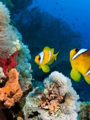 Real Fish Underwater 50 Best Small Fish And Marine Animals In The