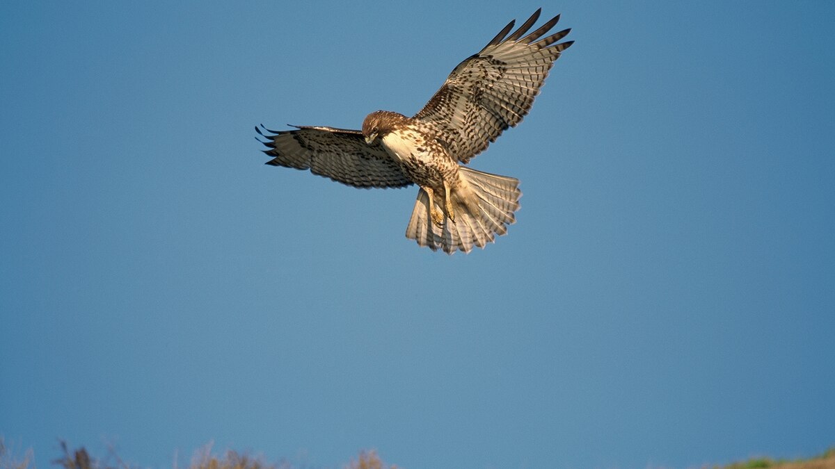 Red Tailed Hawk