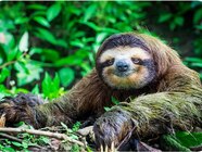 Why Sloths Are Endangered And What We Can Do ESAUFF