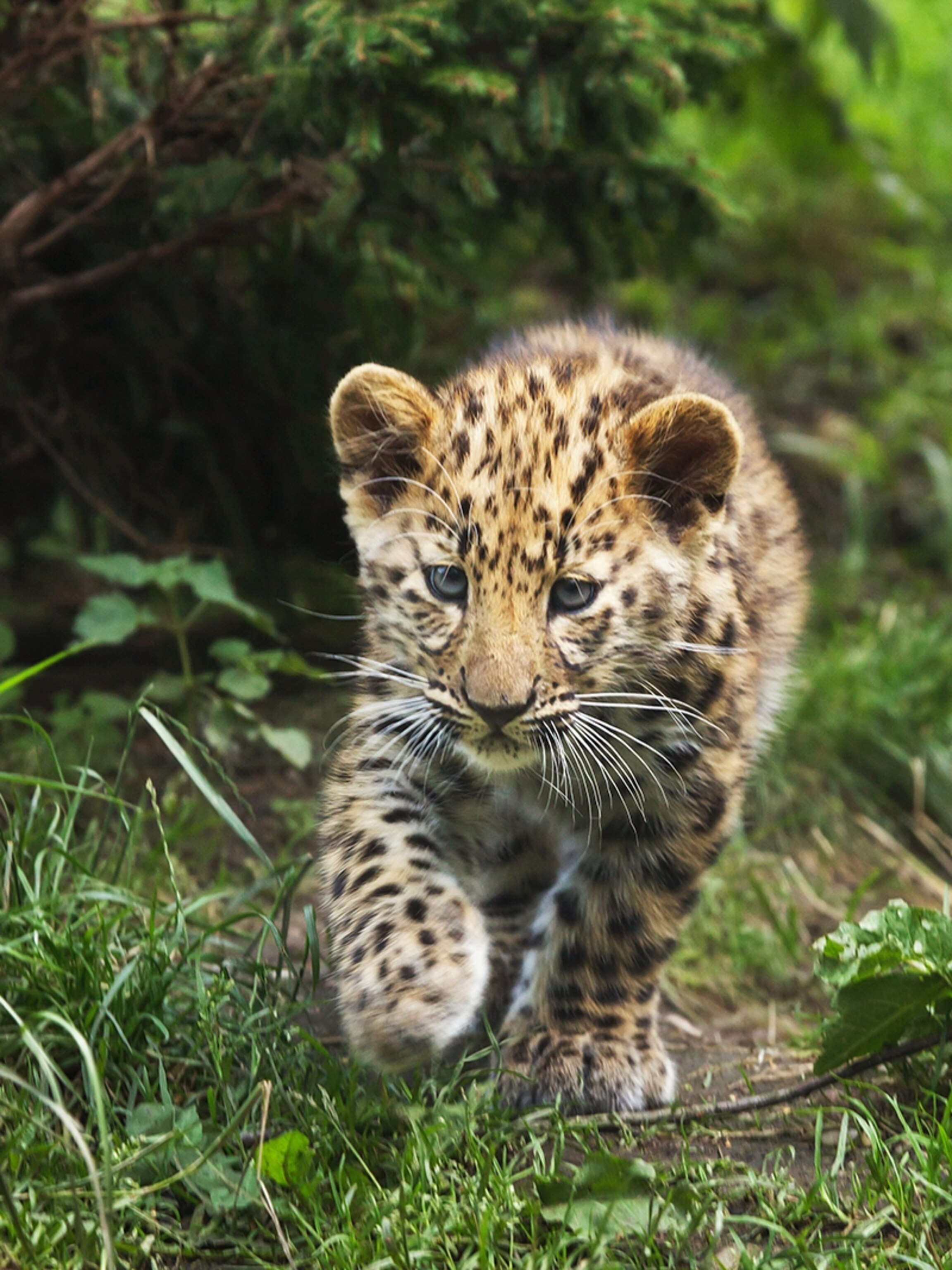 How Can We Help Amur Leopards - Home Design Ideas