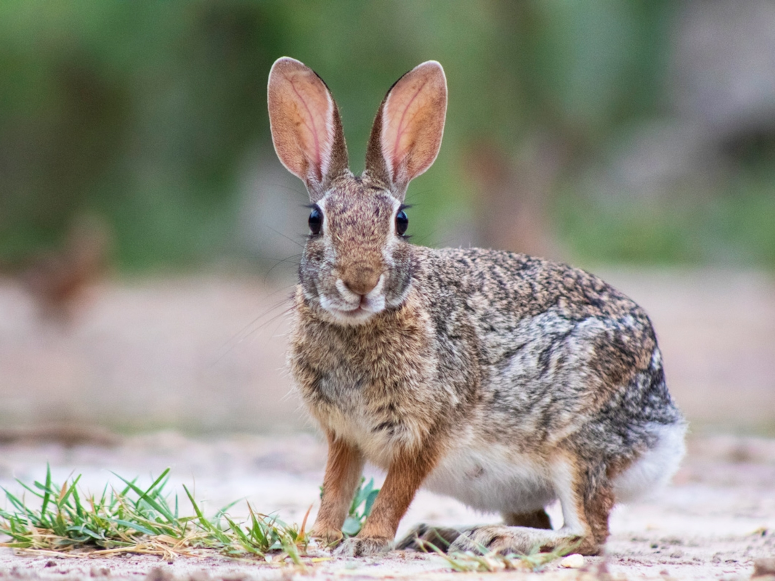 wild rabbit white background