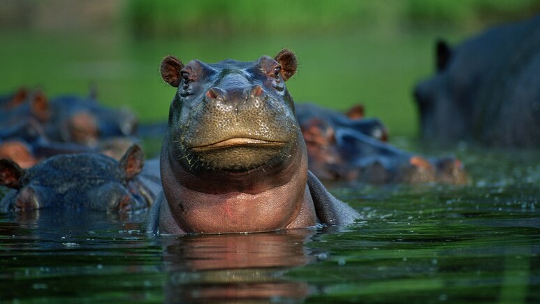 hippopotamus-closeup-water.jpg