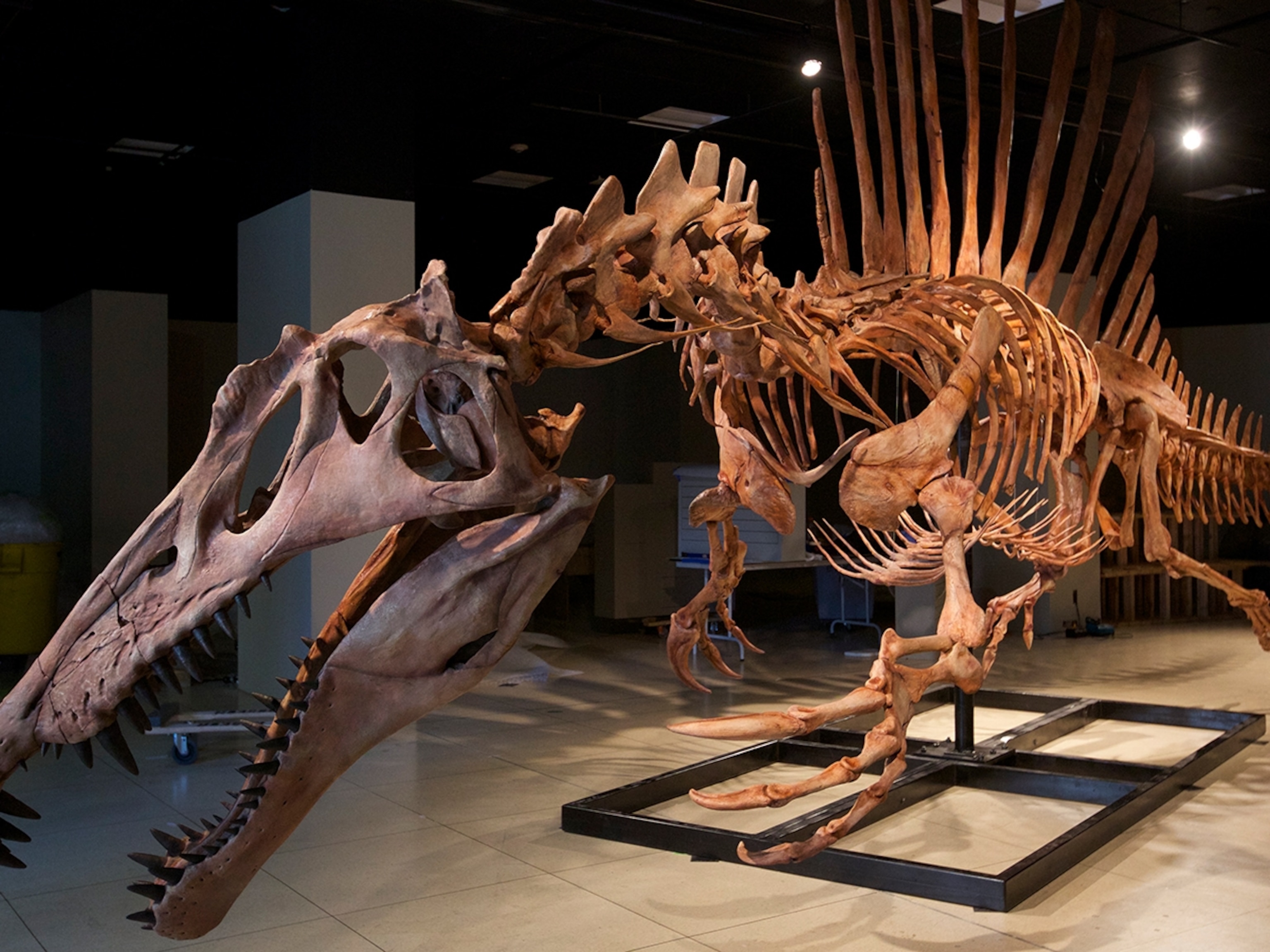 What new discoveries reveal about the amazing Spinosaurus