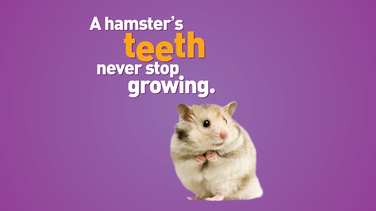 Weird But True!: More Animals | National Geographic Kids