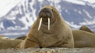 Facts About Walruses Walrus Facts And Information Facts About Walruses Walrus Facts And Information