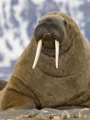 Animals With Tusks Hunting Trophy Animals Could Cause Species