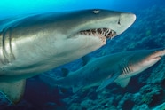 Sand Sharks