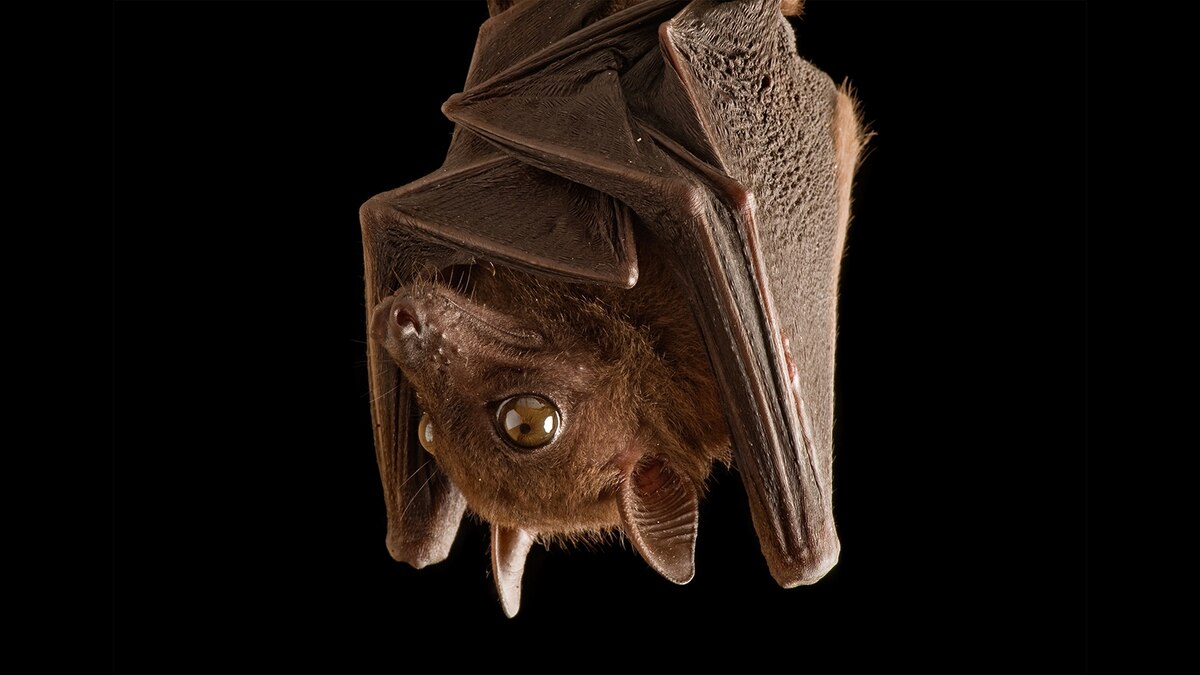 Bat myths busted!