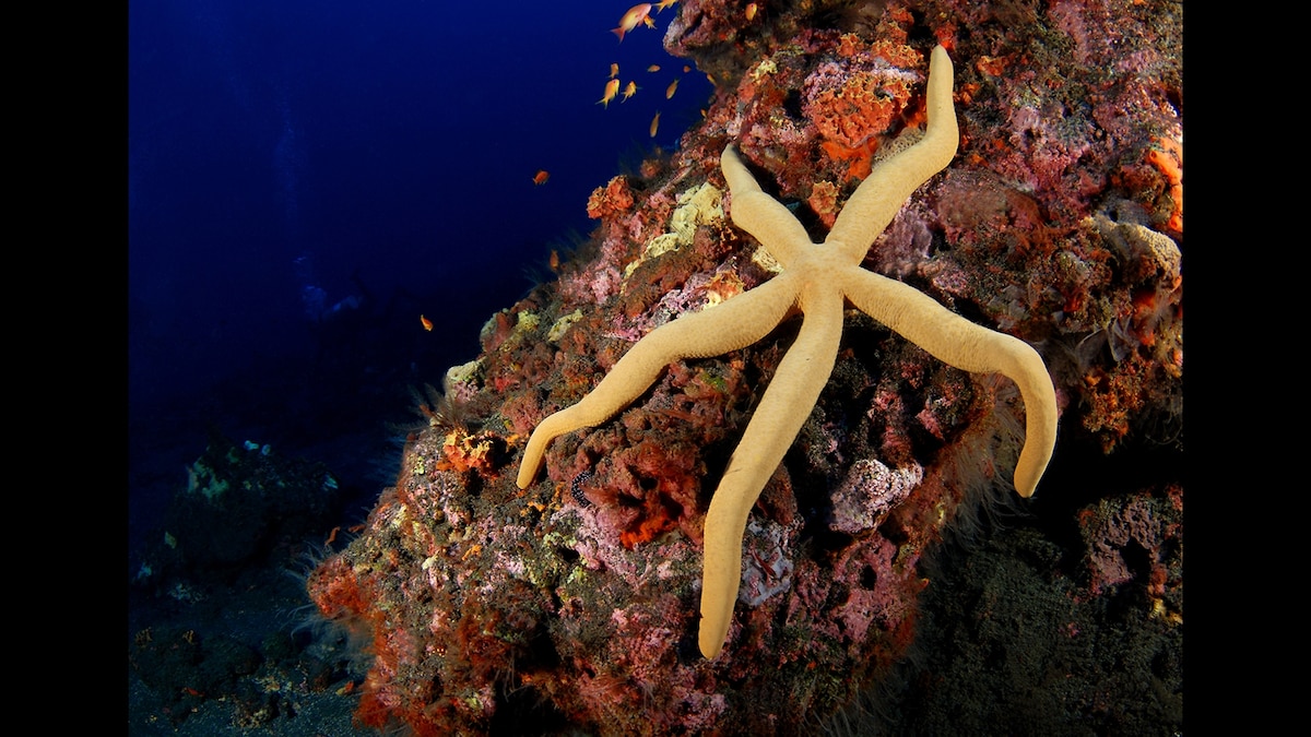 Sea Star | National Geographic Kids