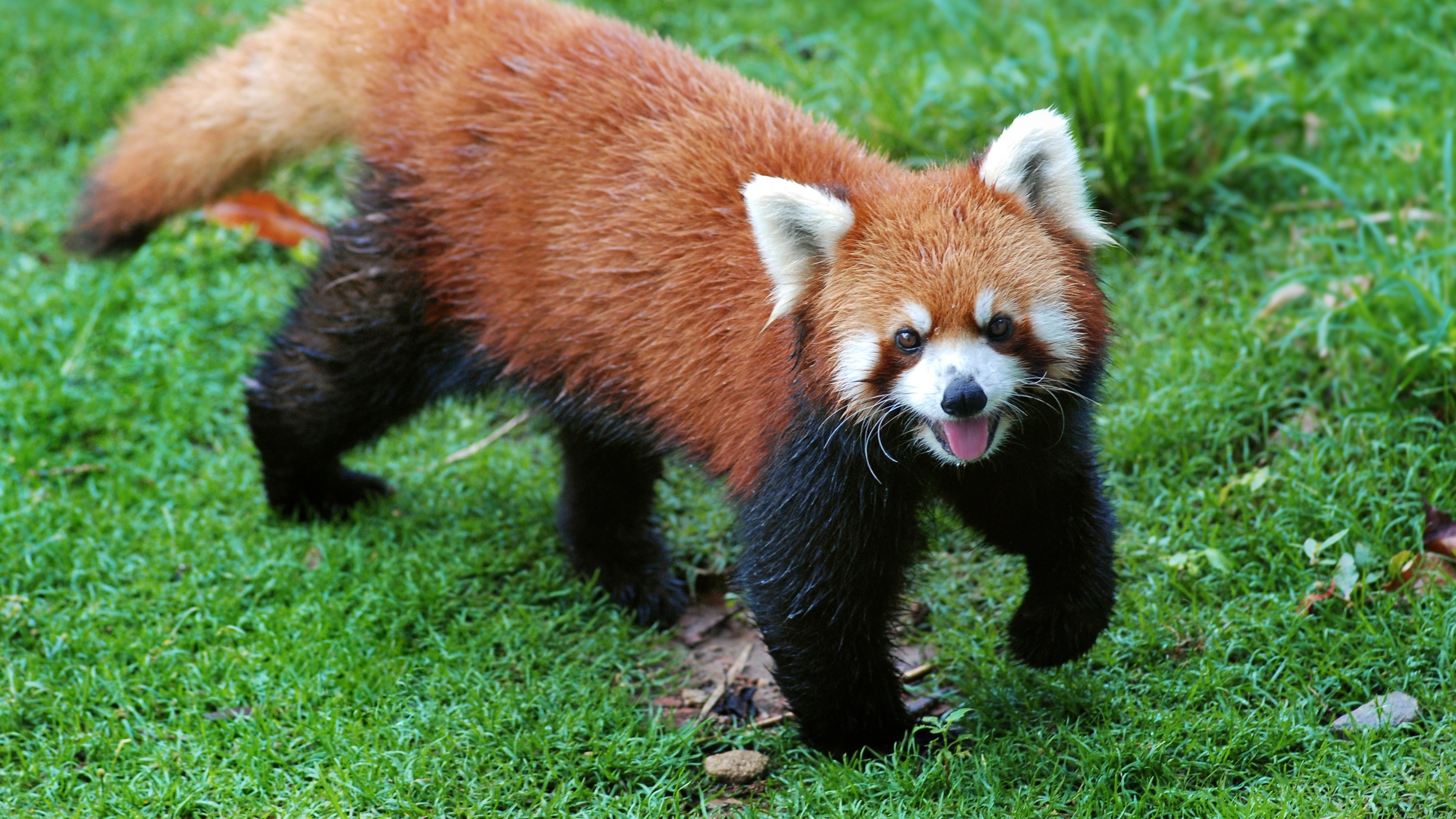 SBI Foundation and WWF India join hands for Red Panda Transboundary ...